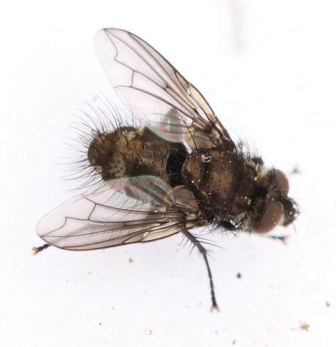Lypha dubia